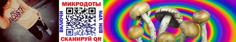 Галлюциногенные грибы Psilocybe  Гремячинск 